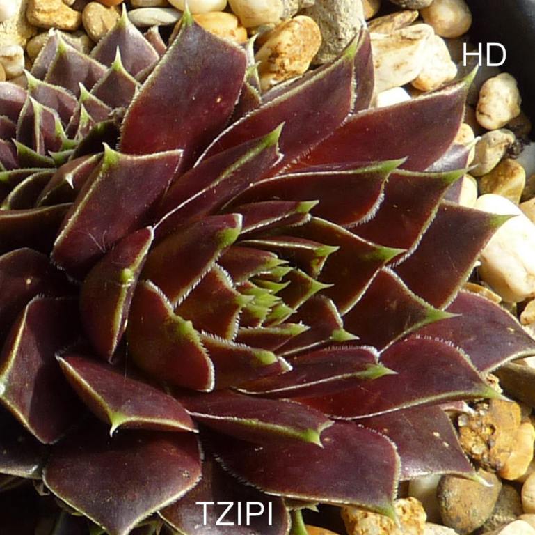 Tzipi / Jovi