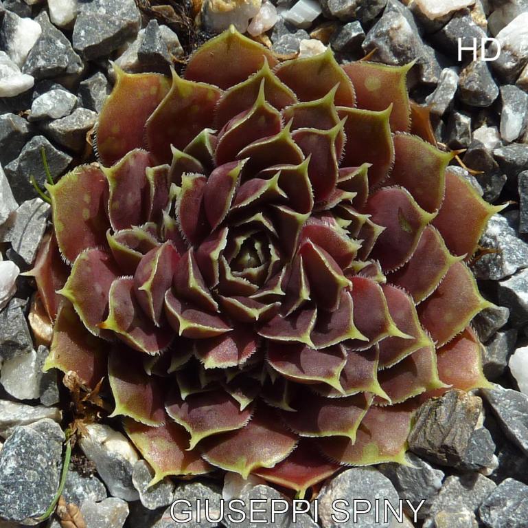 Giuseppi Spiny / Jovi