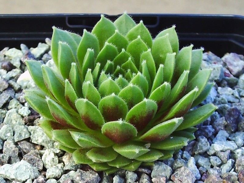 Gelina