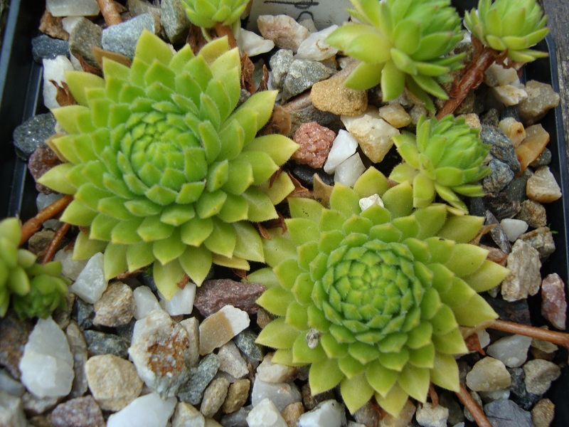 Goldsternchen