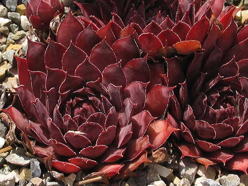 Pacific Wild Wine