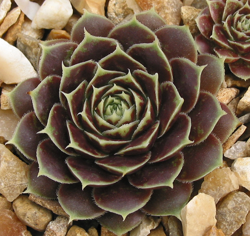 Giuseppi Spiny / Jovi