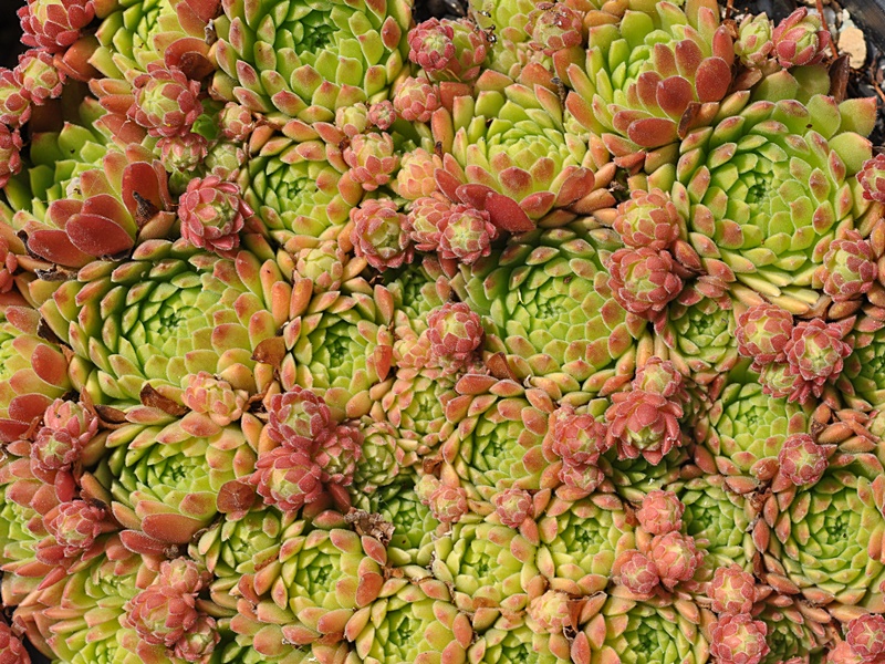 Gummibärchen