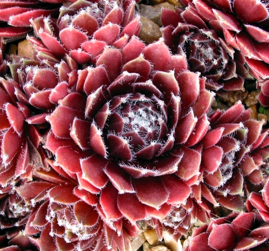 Red Delta