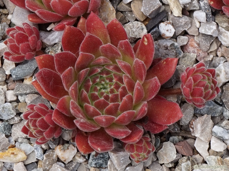Gummibärchen