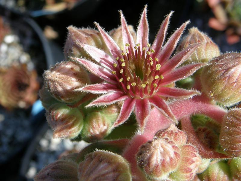 Pacific Wild Wine