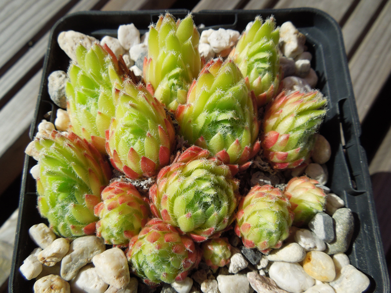 Green Smits