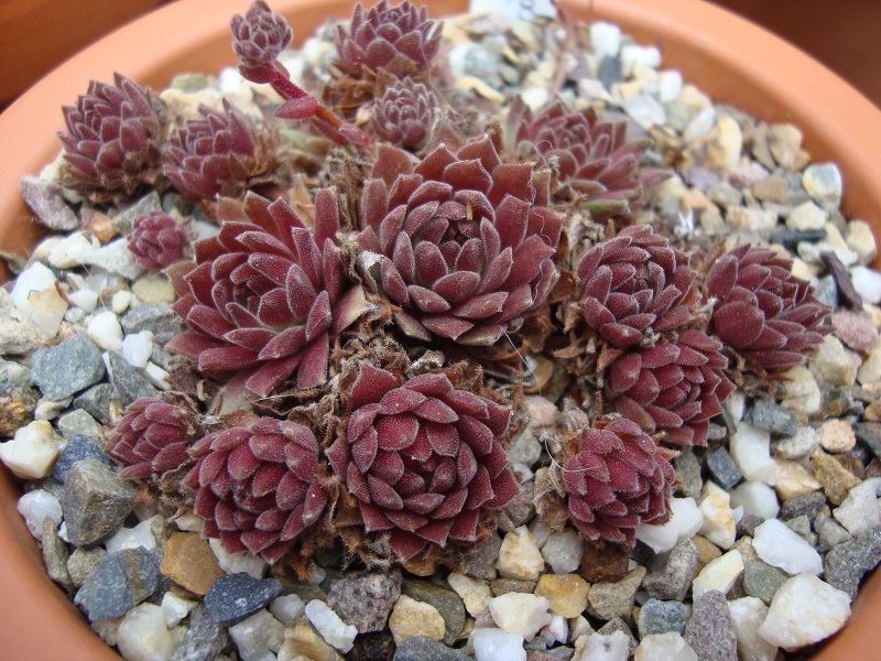 Gummibärchen