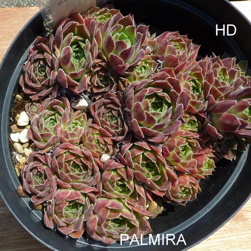 Palmira / Jovi