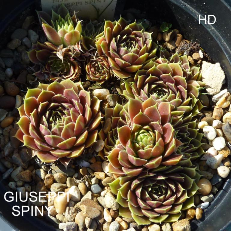 Giuseppi Spiny / Jovi