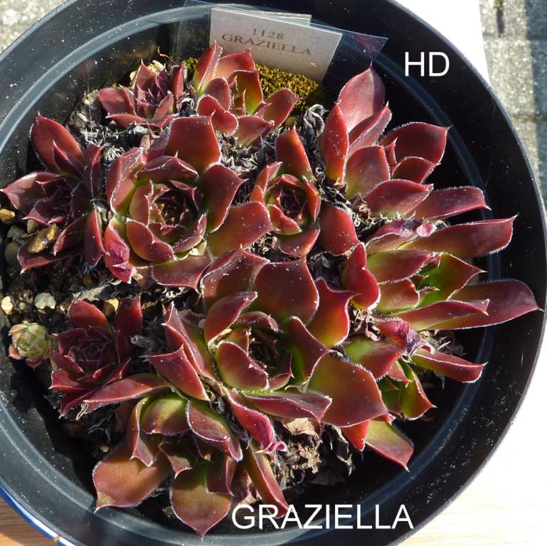 Graziella / Jovi