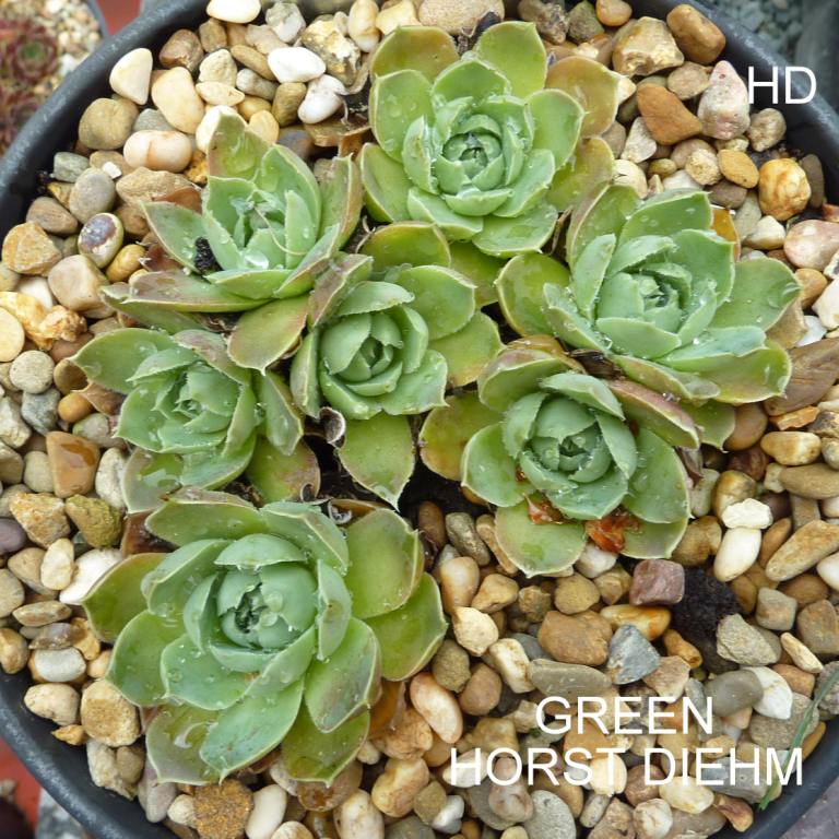 Green Horst Diehm / Jovi