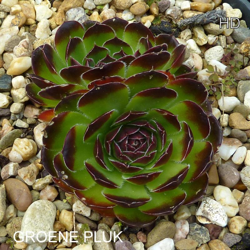Groene Pluk / Jovi