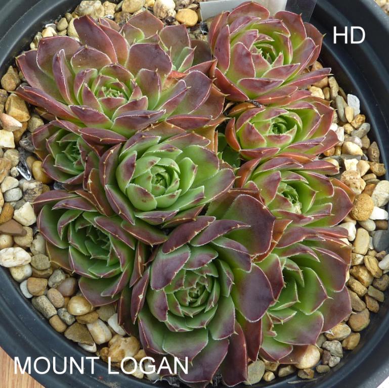 Mount Logan / Jovi