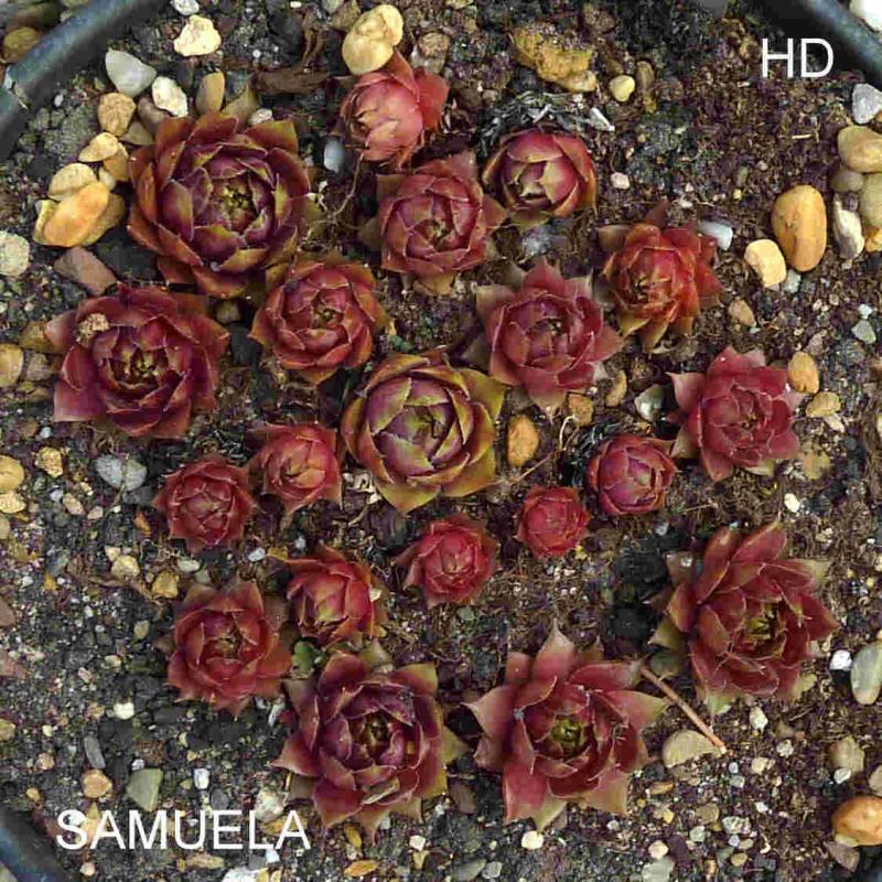 Samuela