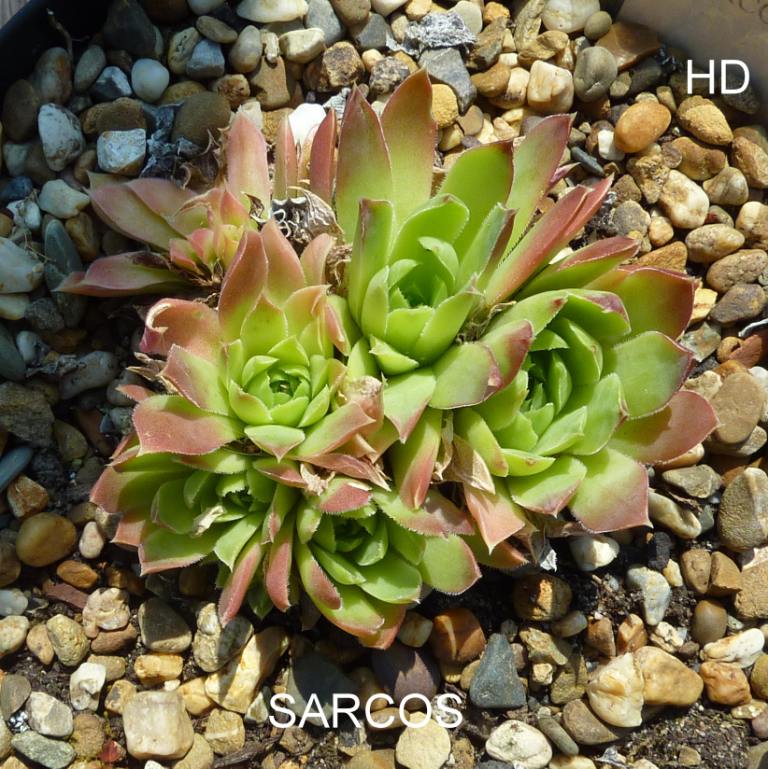 Sarcos / Jovi