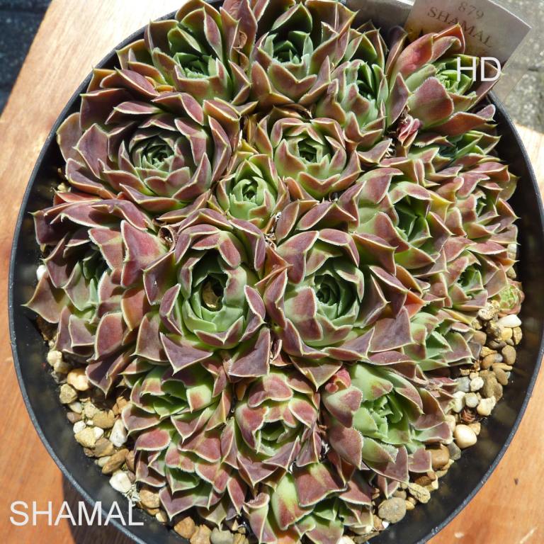 Shamal / Jovi