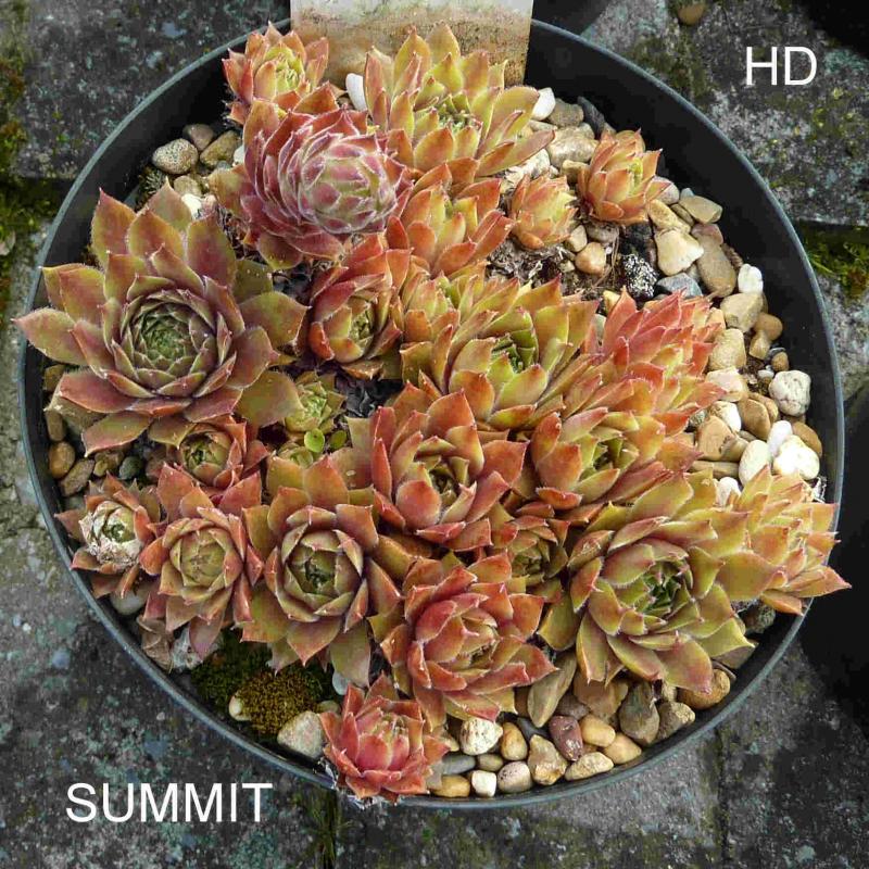 Summit