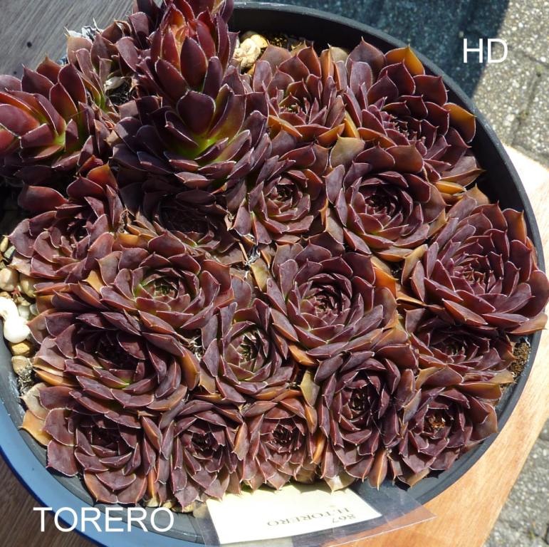 Torero / Jovi