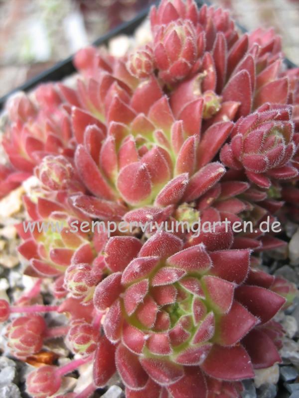 Gummibärchen