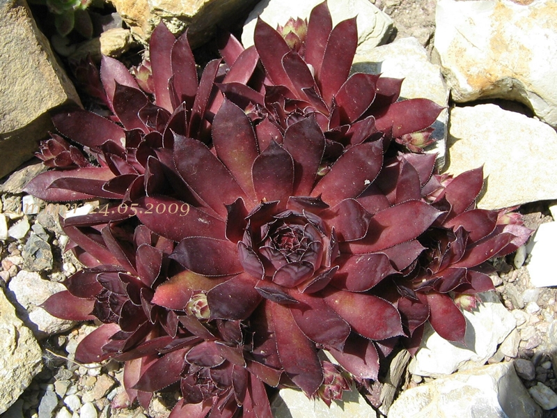 Pacific Wild Wine