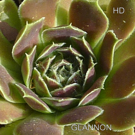 Glannon / Jovi