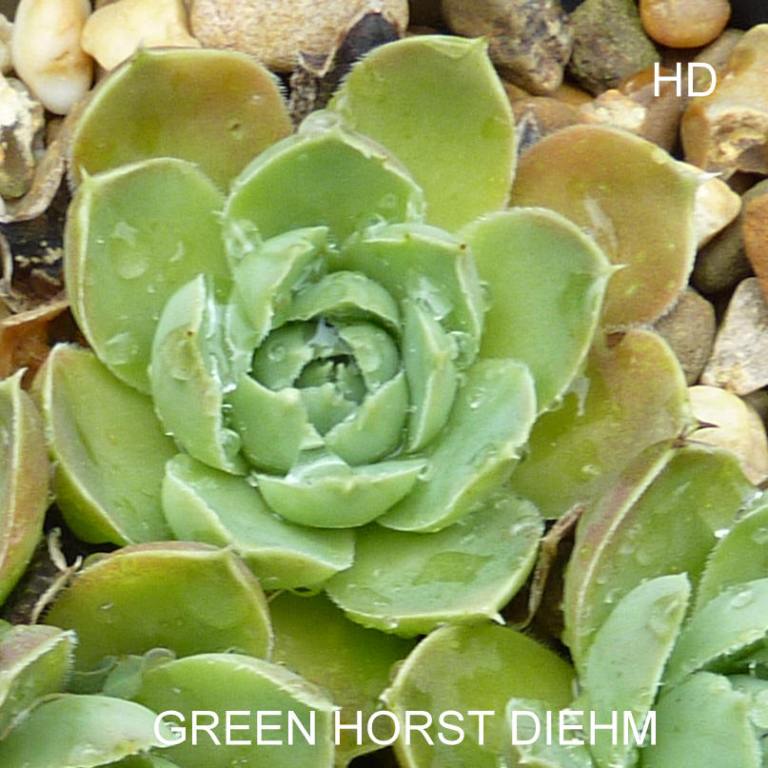 Green Horst Diehm / Jovi