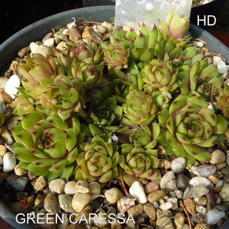 Green Caressa
