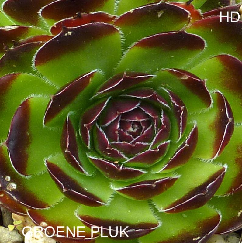 Groene Pluk / Jovi