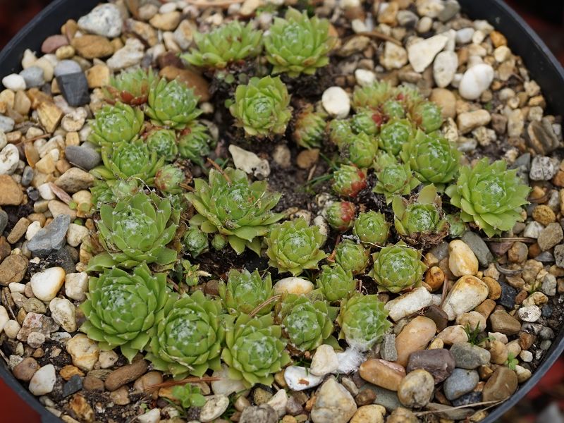 Green Smits