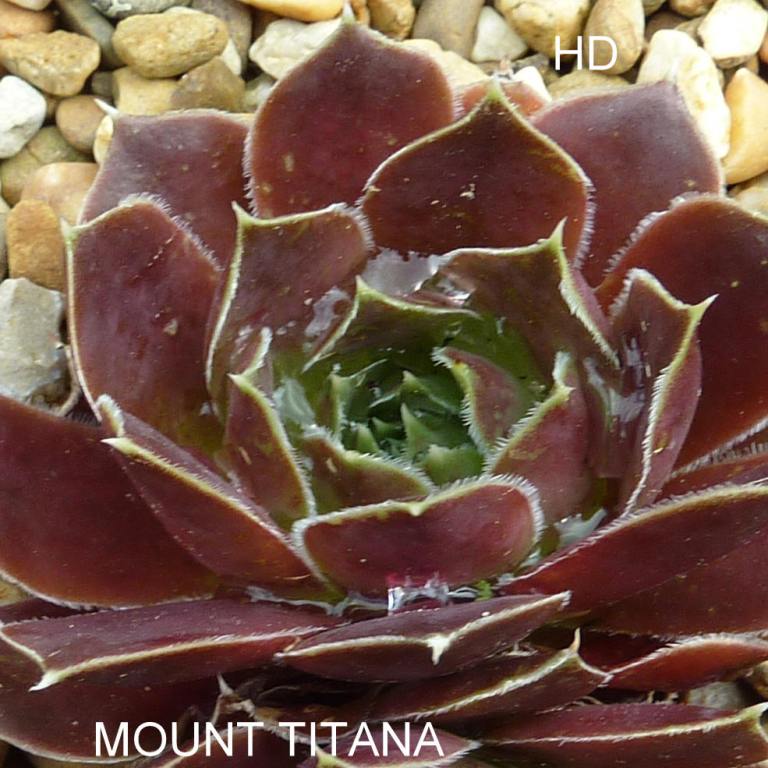 Mount Titana / Jovi
