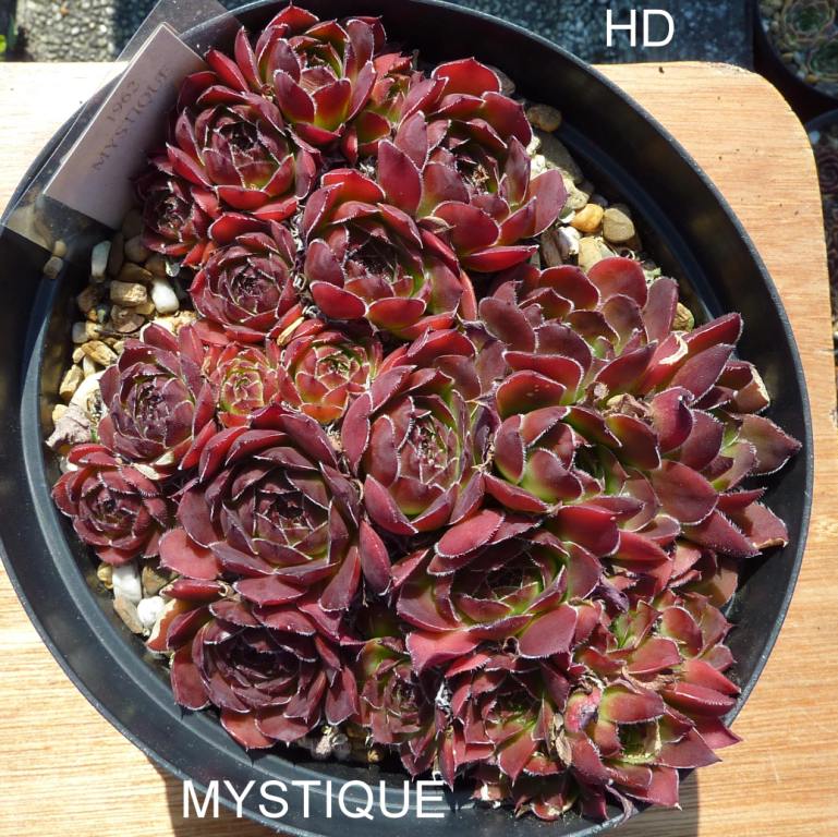 Mystique / Jovi