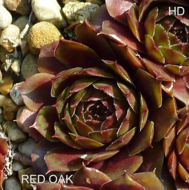 Red Oak