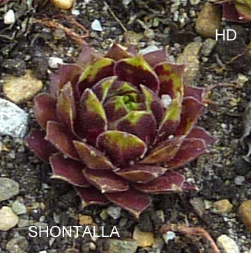 Shontalla