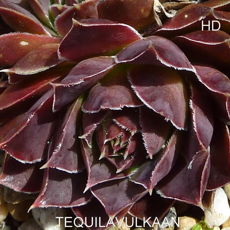 Tequilavulkaan / Jovi