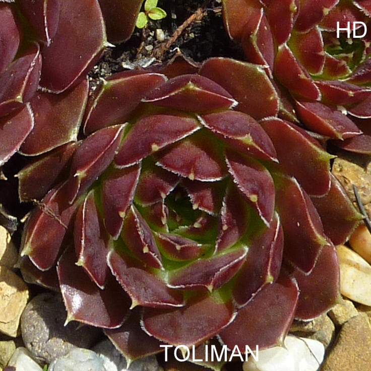 Toliman / Jovi