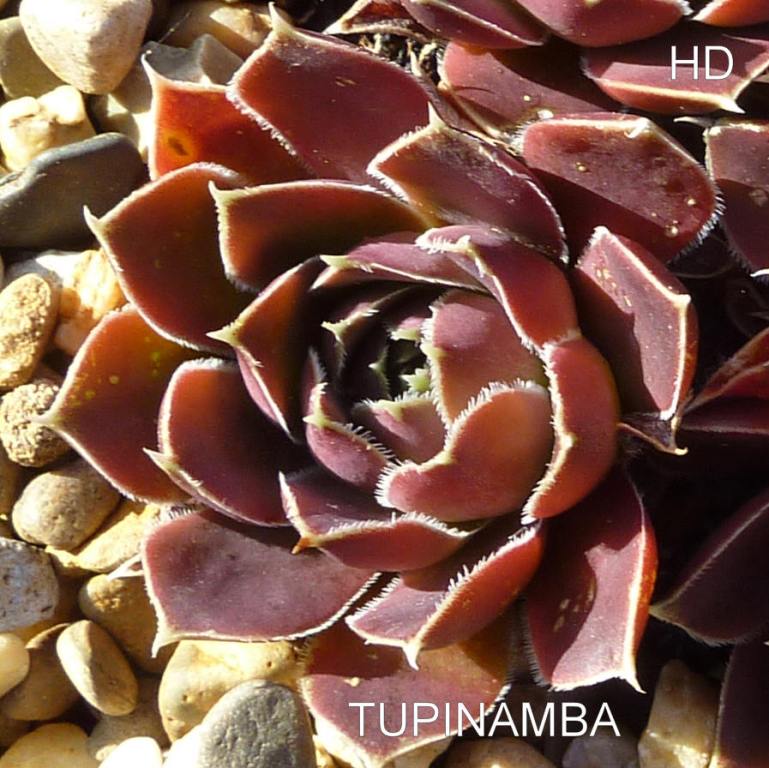 Tupinamba / Jovi