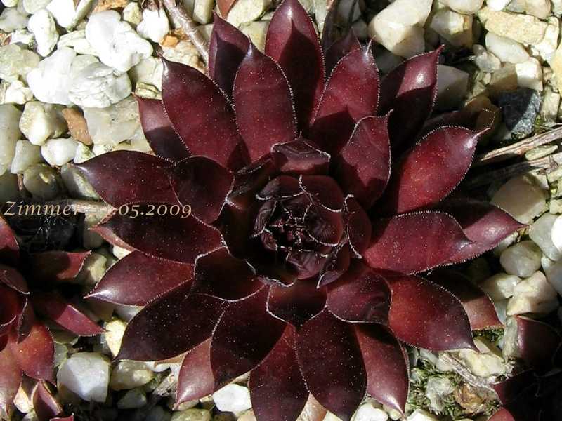 Pacific Wild Wine