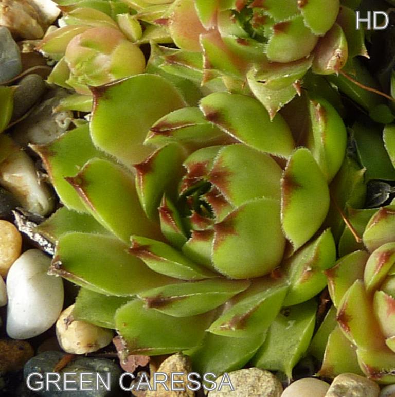 Green Caressa