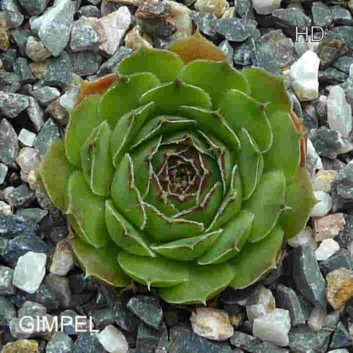Gimpel / Jovi