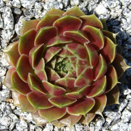 Giuseppi Spiny / Jovi