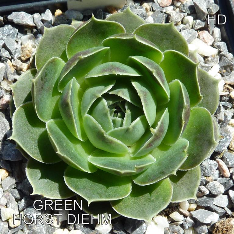 Green Horst Diehm / Jovi