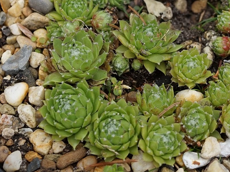 Green Smits