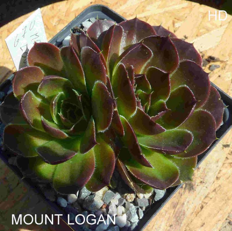 Mount Logan / Jovi