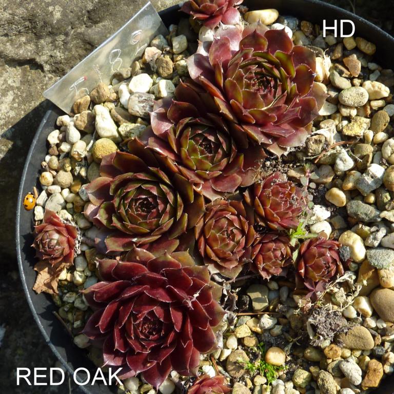 Red Oak