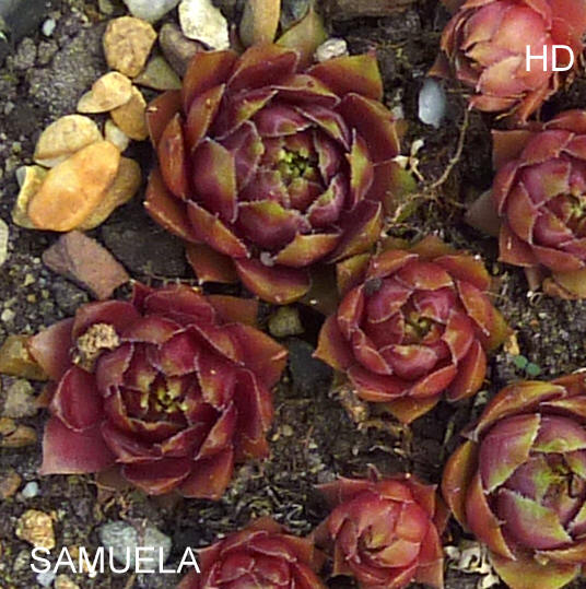 Samuela