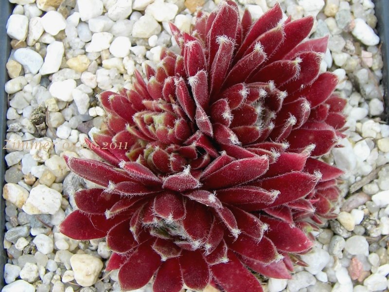 Red Delta