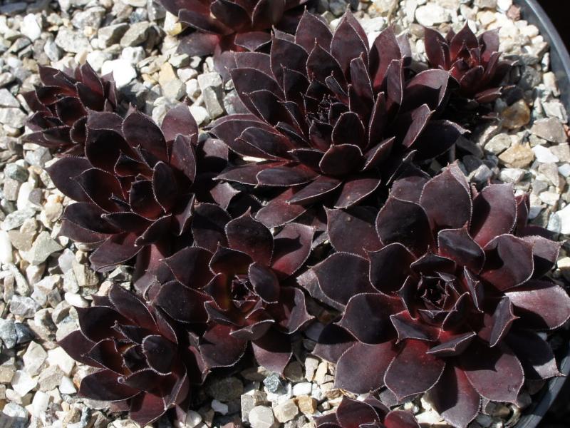 Pacific Wild Wine