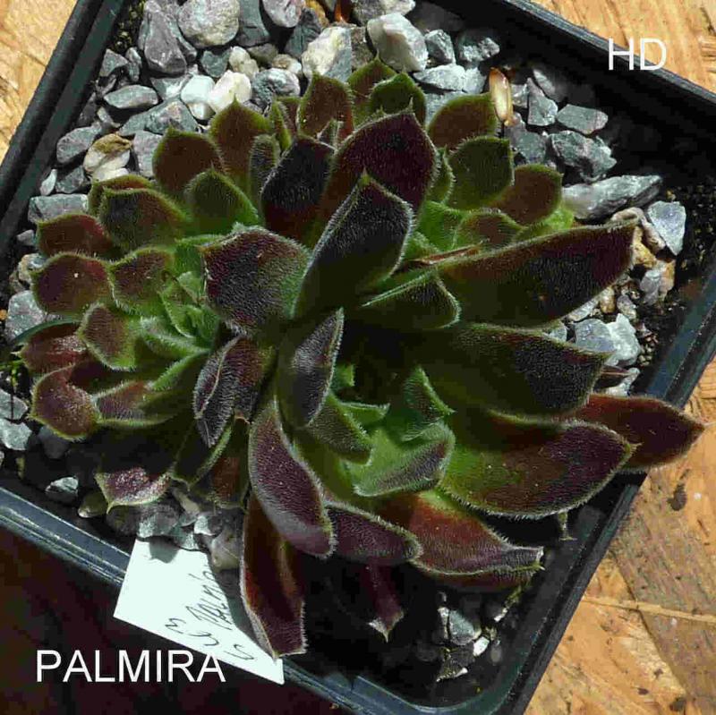 Palmira / Jovi
