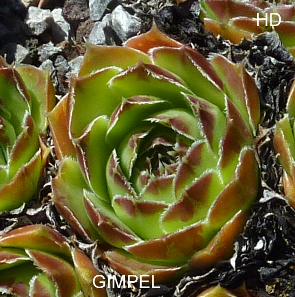 Gimpel / Jovi